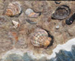 Seashells on the beach picture