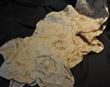 Tan nuno-felt scarf with yarn decoration