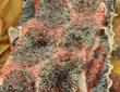 Red and black nuno-felted recycled silk scarf